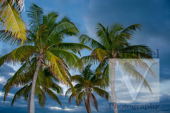 Key West Nature