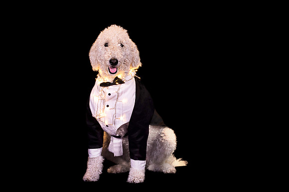 whitedog2017