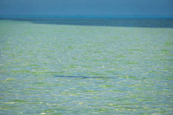 2023-10-31 Island to Island Wedding on the Sandbar-9239