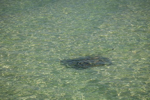2023-10-31 Island to Island Wedding on the Sandbar-9301
