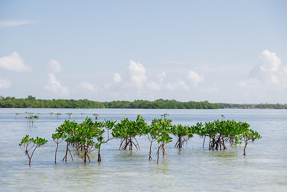 2023-10-31 Island to Island Wedding on the Sandbar-9430