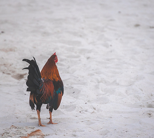 2023-11-04 Wedding at Higgs  Beach, Key West-2381