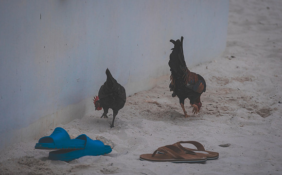2023-11-04 Wedding at Higgs  Beach, Key West-2425