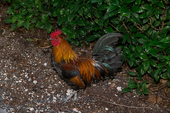 2023-11-11  Laura and Sergey Key West Tuman Butterfly Garden-2711