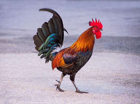 Key West Rooster