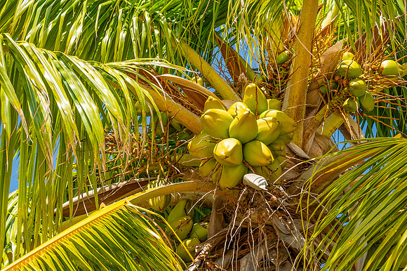 Key West Palm Tree
